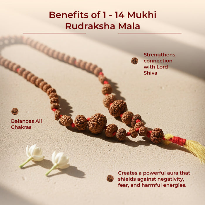 1 - 14 Mukhi Rudraksha Mala close-up of natural rudraksha beads
