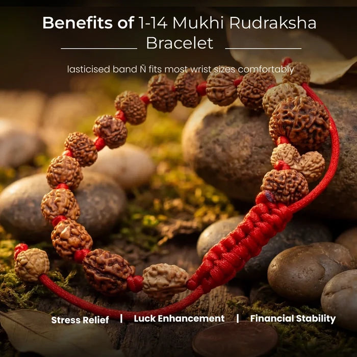 1-14 Mukhi Rudraksha Bracelet - view 3