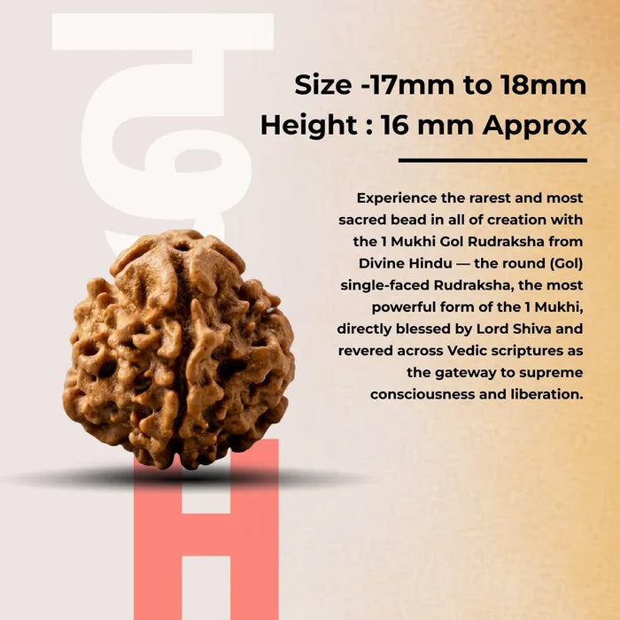 1 mukhi Gol Rudraksha - view 3