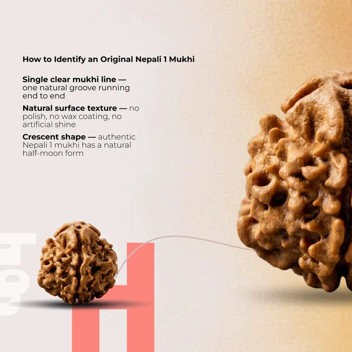1 mukhi Gol Rudraksha - view 4