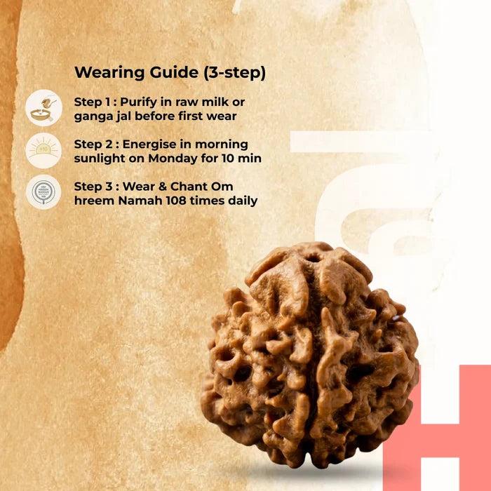 1 mukhi Gol Rudraksha - view 5