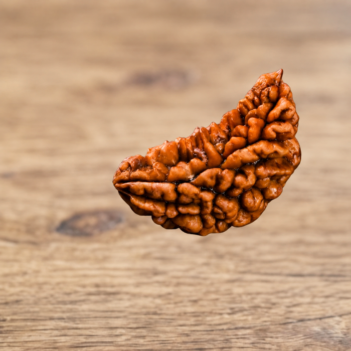 1 Mukhi Rudraksha bead close-up