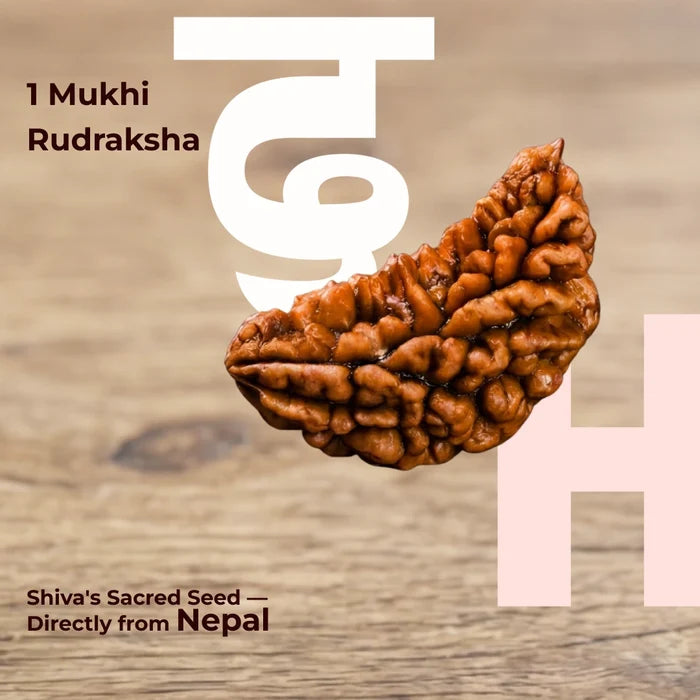 1 Mukhi Lab Certified Rudraksha