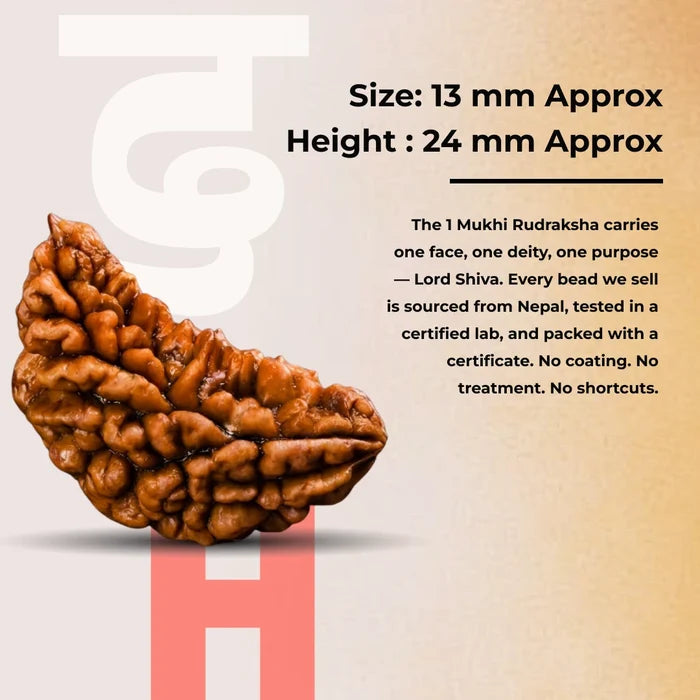 1 Mukhi Lab Certified Rudraksha