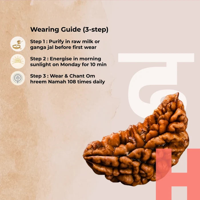 1 Mukhi Lab Certified Rudraksha - view 4