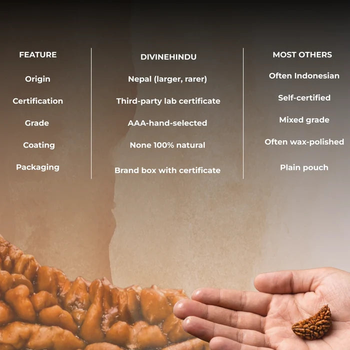 1 Mukhi Lab Certified Rudraksha - view 5