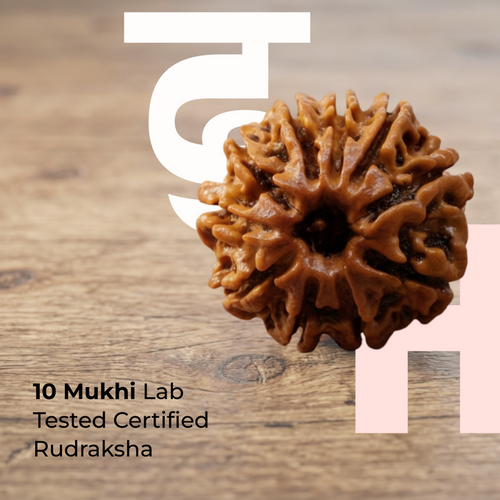 10 Mukhi Lab Tested Certified Rudraksha