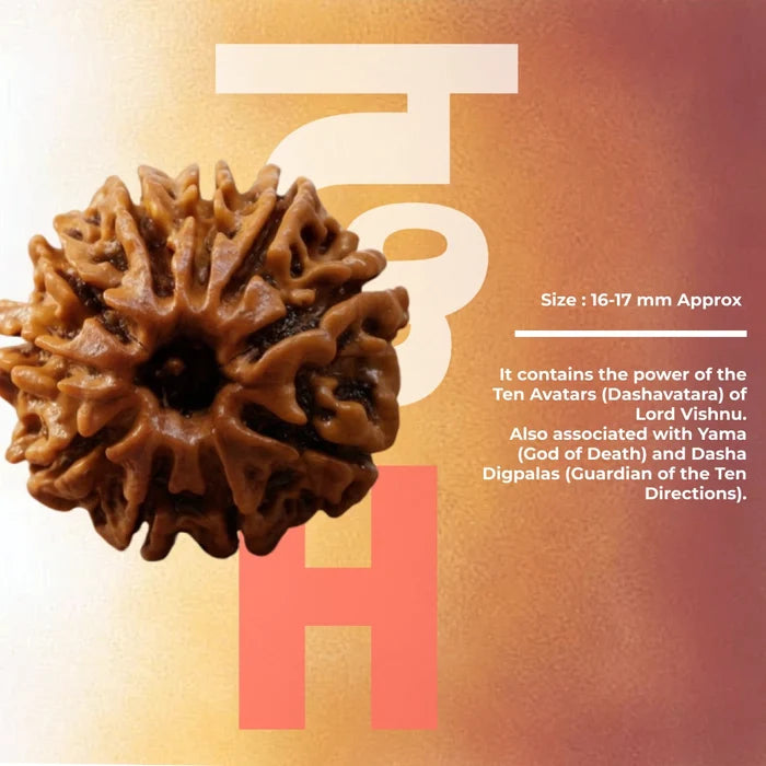 10 Mukhi Lab Tested Certified Rudraksha - view 3