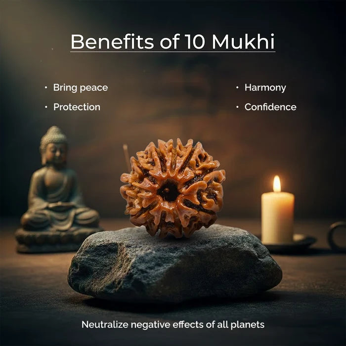 10 Mukhi Lab Tested Certified Rudraksha - view 4