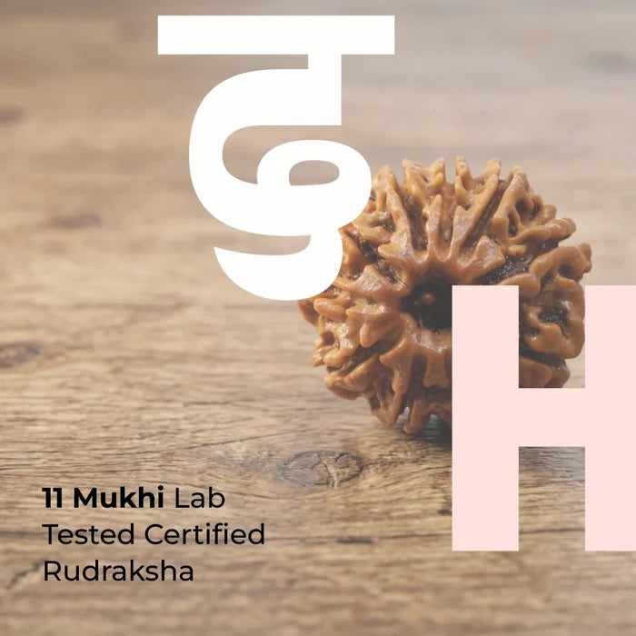 11 Mukhi Lab Tested Certified Rudraksha