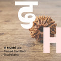 11 Mukhi Lab Tested Certified Rudraksha
