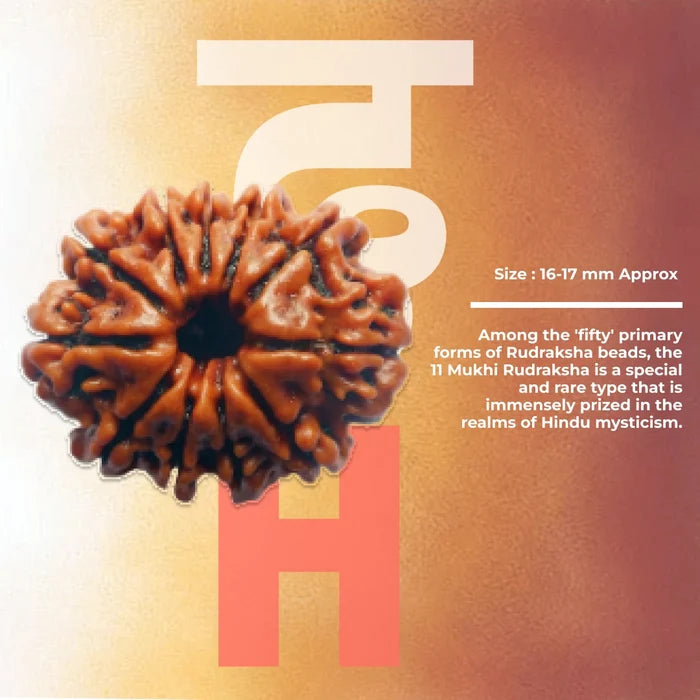 11 Mukhi Lab Tested Certified Rudraksha - view 2