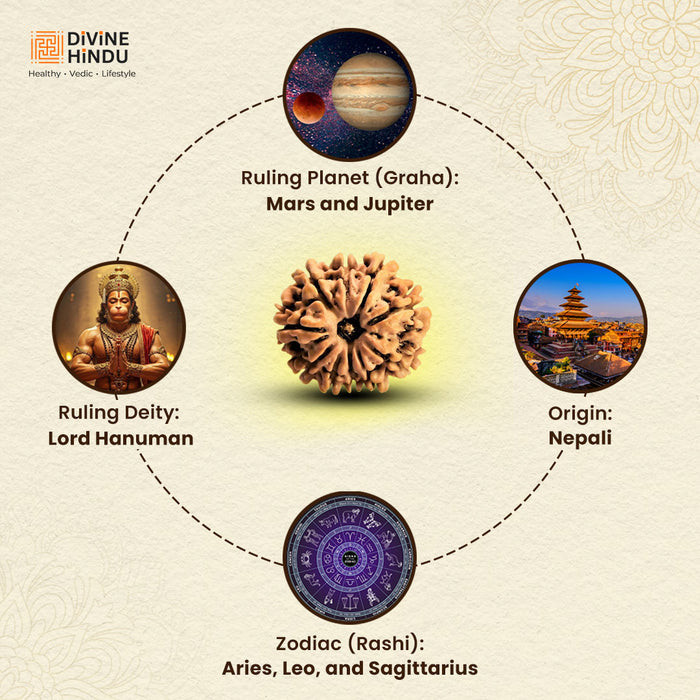11 Mukhi Rudraksha | Rudraksha 11 Mukhi  |
