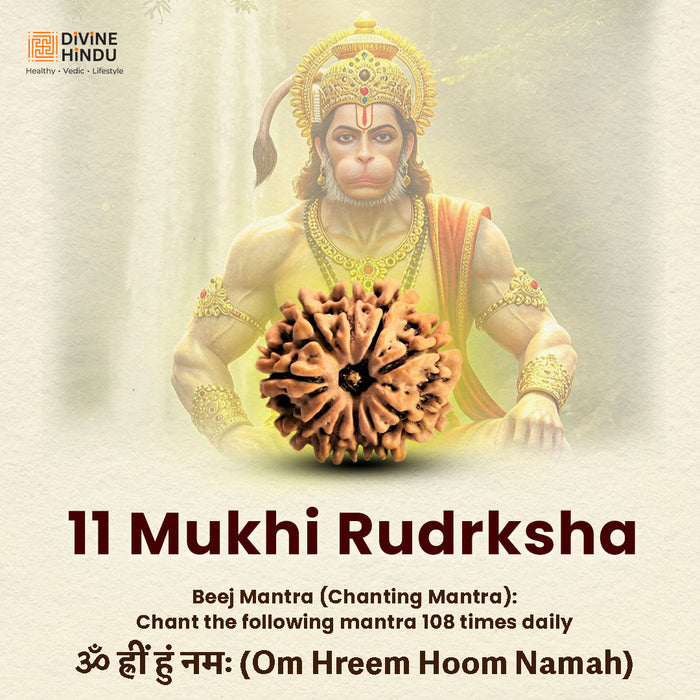 11 Mukhi Lab Tested Certified Rudraksha - view 3