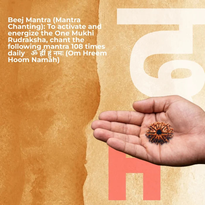 11 Mukhi Lab Tested Certified Rudraksha - view 4