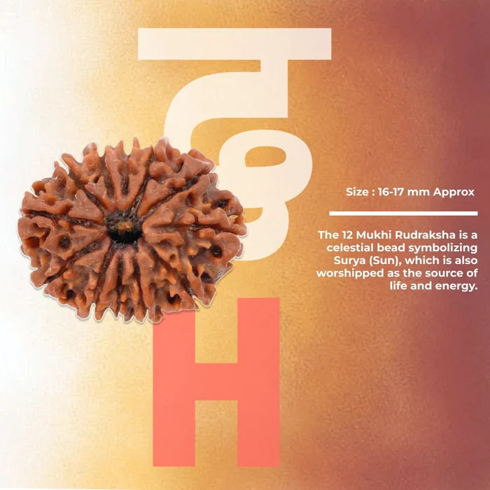 12 Mukhi Lab Tested Certified Rudraksha - view 2