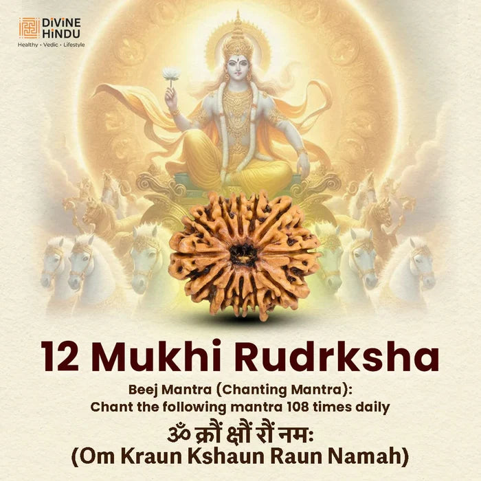 12 Mukhi Lab Tested Certified Rudraksha - view 3