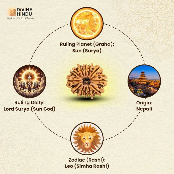 12 Mukhi Lab Tested Certified Rudraksha - view 4