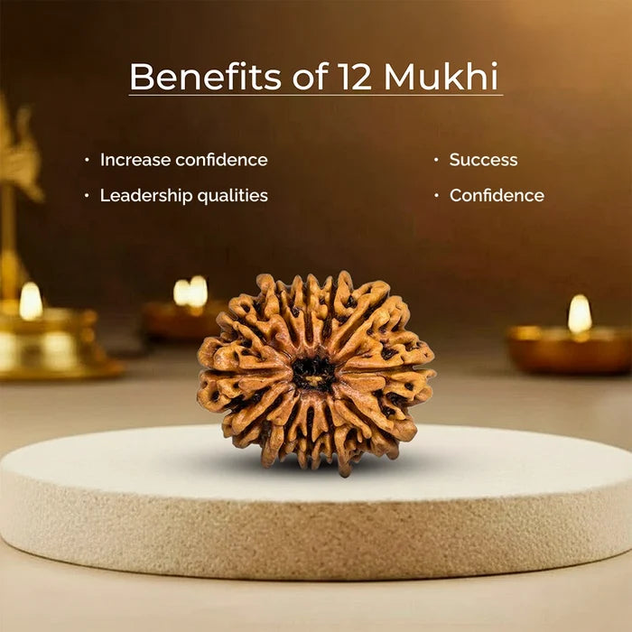 12 Mukhi Lab Tested Certified Rudraksha - view 5