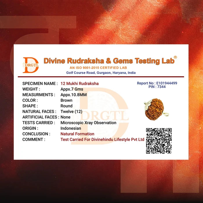 12 Mukhi Lab Tested Certified Rudraksha - view 6