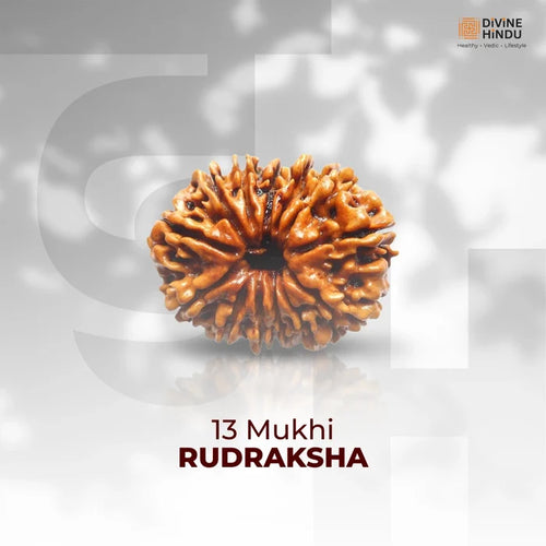 13 Mukhi Lab Tested Certified Rudraksha