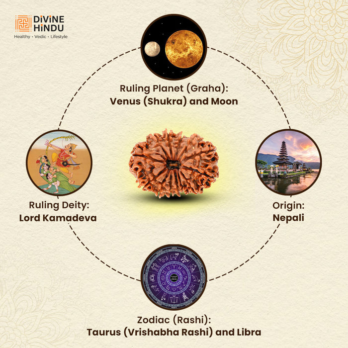 13 Mukhi Rudraksha | Benefits 13 Mukhi