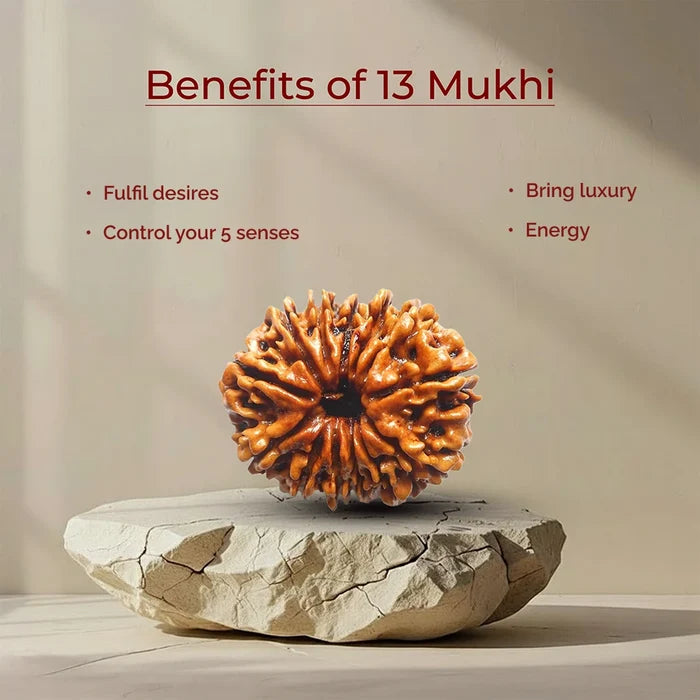 13 Mukhi Lab Tested Certified Rudraksha - view 4