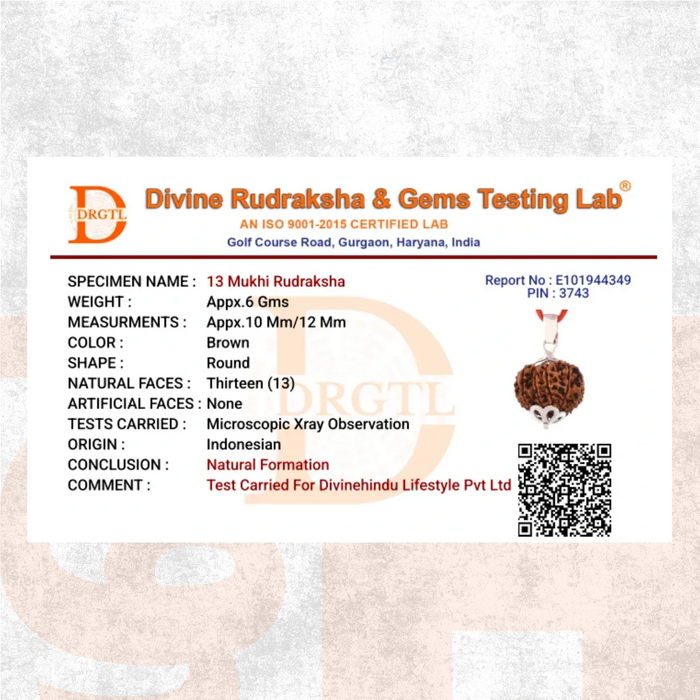 13 Mukhi Lab Tested Certified Rudraksha - view 5
