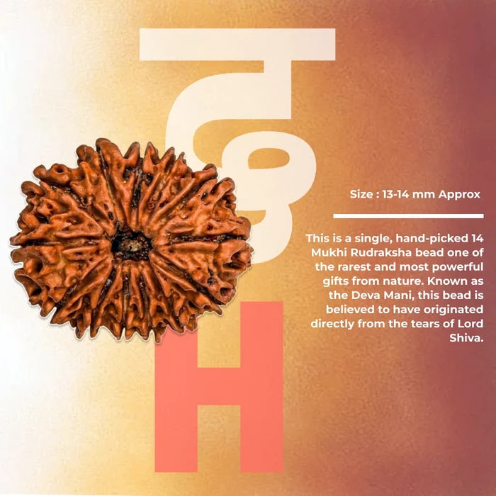 14 Mukhi Lab Tested Certified Rudraksha