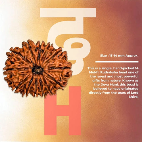 14 Mukhi Lab Tested Certified Rudraksha