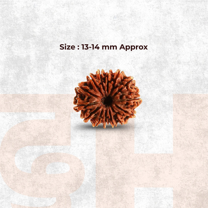 14 Mukhi Lab Tested Certified Rudraksha - view 2