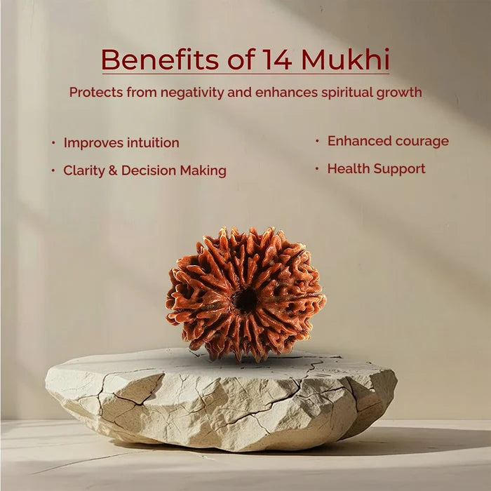 14 Mukhi Lab Tested Certified Rudraksha - view 3