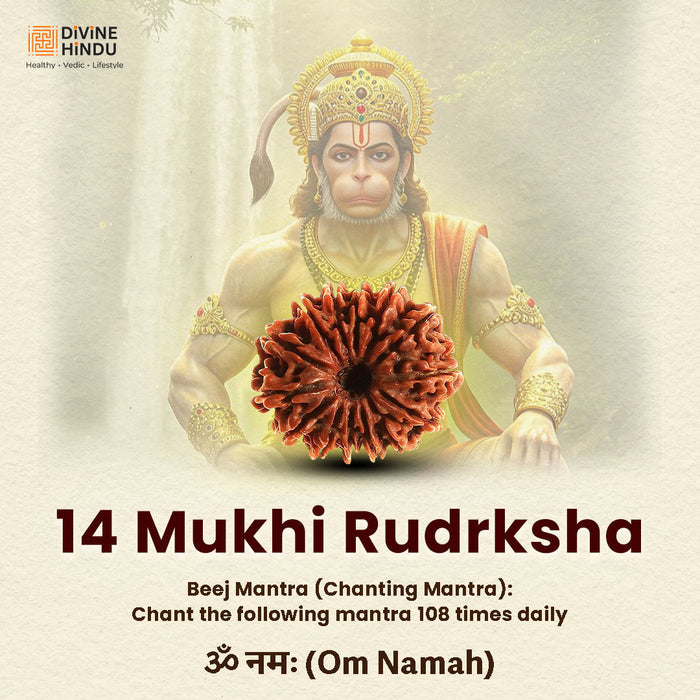 14 Mukhi Lab Tested Certified Rudraksha - view 4