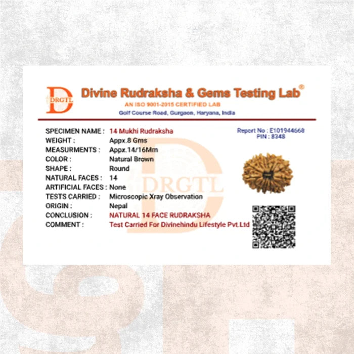 14 Mukhi Lab Tested Certified Rudraksha - view 6