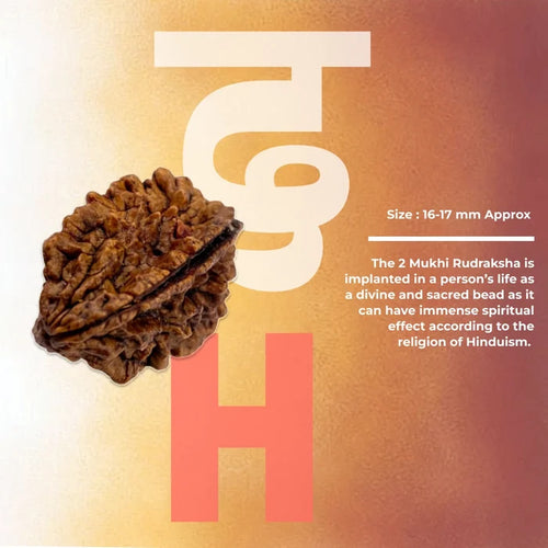 2 Mukhi Lab Tested Certified Rudraksha