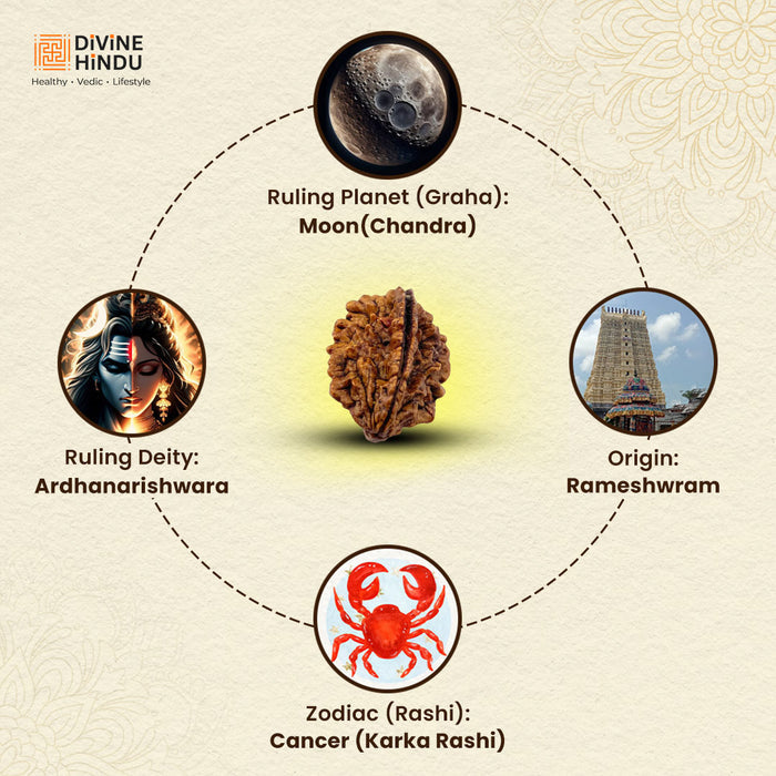 2 Mukhi Rudraksha bead representing unity and harmony | Ruling Deity, Ruling God, Zodiac, Origin of 2 Mukhi Rudraksha