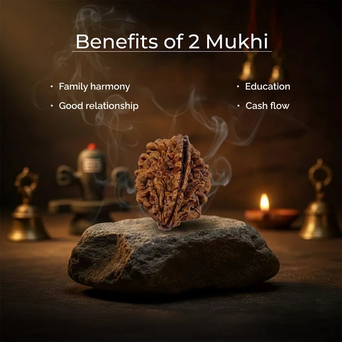 2 Mukhi Lab Tested Certified Rudraksha - view 3