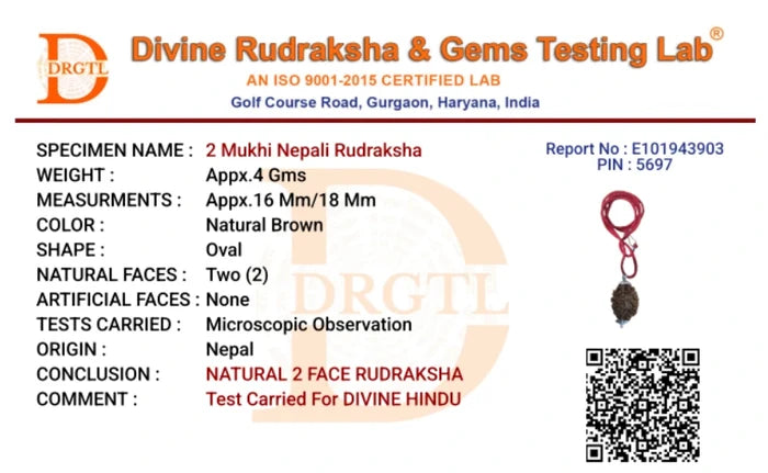 2 Mukhi Lab Tested Certified Rudraksha - view 4