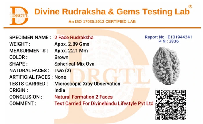 2 Mukhi Lab Tested Certified Rudraksha - view 5
