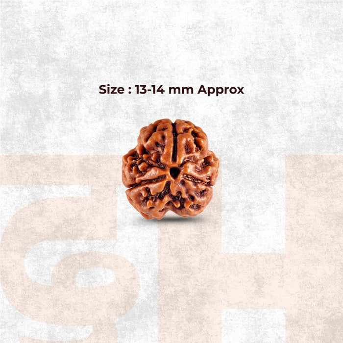 3 Mukhi Lab Certified Rudraksha