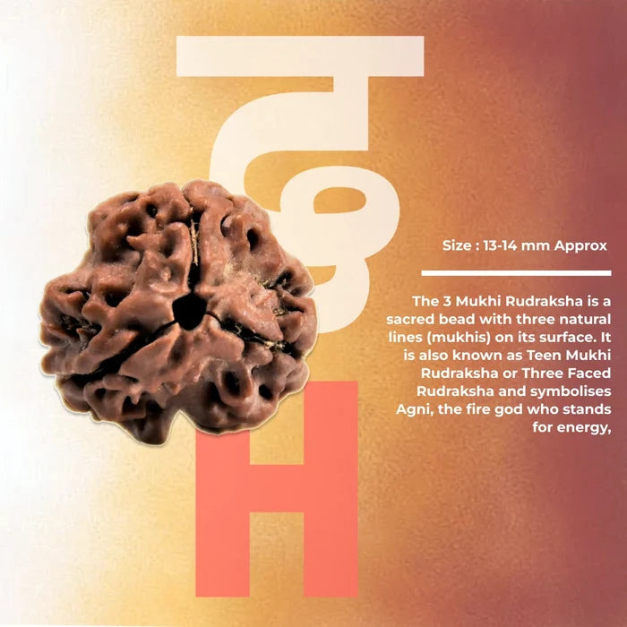 3 Mukhi Lab Certified Rudraksha - view 2