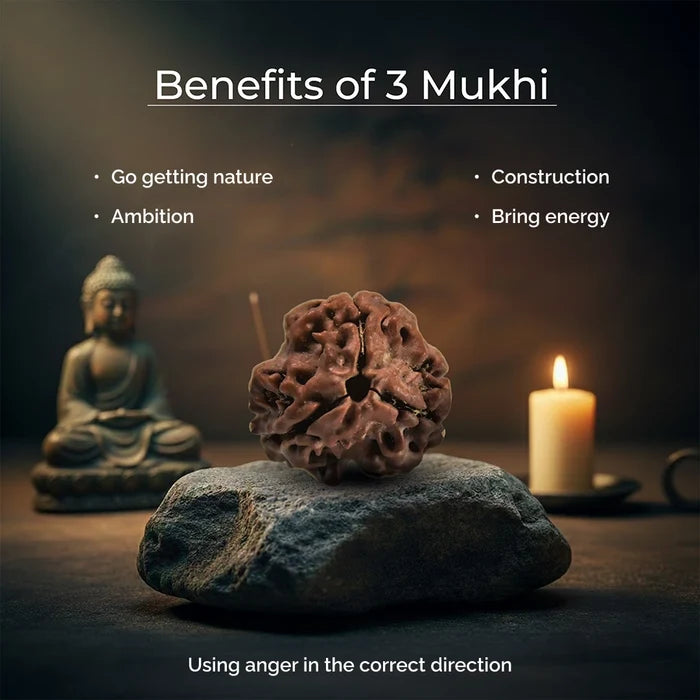 3 Mukhi Lab Certified Rudraksha - view 5