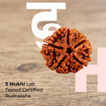 5 Mukhi Lab Tested Certified Nepali Rudraksha