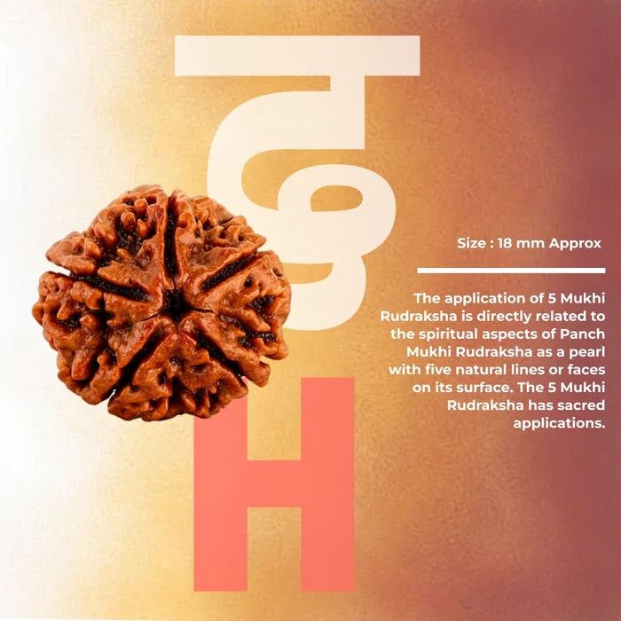 5 Mukhi Lab Tested Certified Nepali Rudraksha