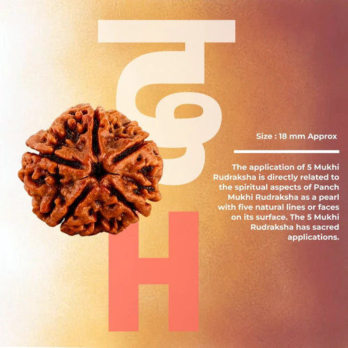 5 Mukhi Lab Tested Certified Nepali Rudraksha