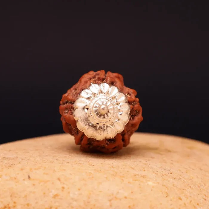 5 Mukhi Lab Tested Certified Nepali Rudraksha - view 2