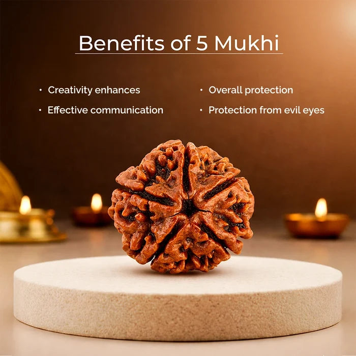 5 Mukhi Lab Tested Certified Nepali Rudraksha - view 3