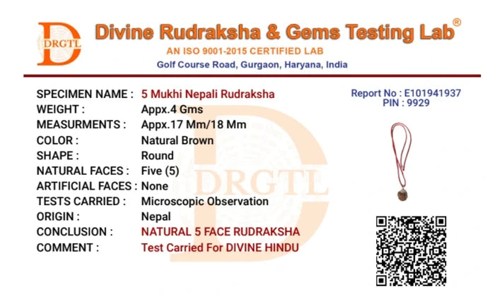 5 Mukhi Lab Tested Certified Nepali Rudraksha - view 4