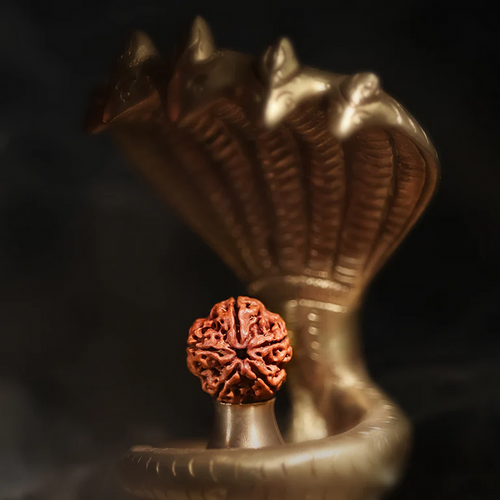 5 Mukhi Rudraksha Bracelet and Bead for Peace and Balance combo