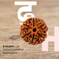 6 Mukhi Lab Tested Certified Nepali Rudraksha